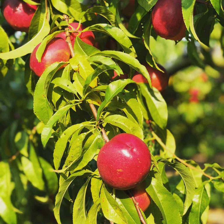 Beautiful red Bennett Nectarines hang from branches of trees. 